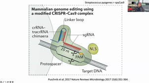 TU06 - Proviral host factors - Karim MAJZOUB - 26-01-2026.mp4