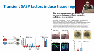 MAM2BTMR_M2S1-Pr.Brondello_Applied senotherapies in preclinic and clinic studies_21/11/2024