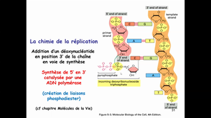 CM7 Bio Cell Part 1 Cycle cellulaire - Réplication