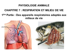 LICENCE DE BIOLOGIE Cours de Physiologie animale CHAPITRE 7 : RESPIRATION ET MILIEU DE VIE 1ère Partie : Des appareils respiratoires adaptés aux milieux de vie