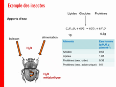 Cours Osmorégulation L2 Vidéo 3  -  Réparation.mp4