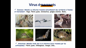 Virologie_cours 1_ HLBI201_serie 7_Gosselin