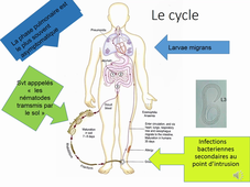 Nématodes Parasites (2)