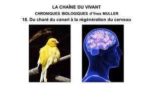 18. La Chaîne du Vivant - Chroniques Biologiques d’Yves Muller - Du chant du canari à la régénération du cerveau