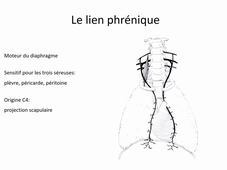 Diaphragme et nef phrénique - D. Bonneau