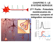 DAEU B – Cours de Biologie Chapitre 5 – Le système nerveux 2ème Partie : Potentiels membranaires du neurone, synapses et intégration nerveuse