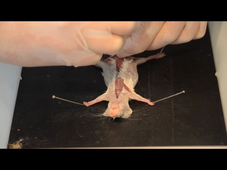 HLBE101 - Dissection Mus musculus (basse définition)
