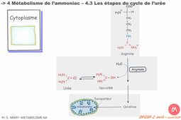 Détoxication ammoniacale Partie 2