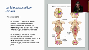 DFGSM2 - Pr.Denis - (1) Physiologie de de la motricité volontaire et régulation de la motricité : rôle du cortex, du cervelet, et des noyaux gris centraux; (2) Physiologie des réflexes spinaux et leur contrôle supra-spinal - 20/02/2025