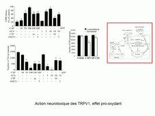 TRPV1 exercice