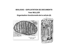 BIOLOGIE - EXPLOITATION DE DOCUMENTS :  Organisation fonctionnelle de la cellule - 6ème Partie 'La mitochondrie'