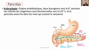 Endocrinologie & Phytothérapie