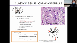 DFGSM2-J De Vos-ED-UE Sytème neuro