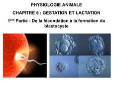 LICENCE DE BIOLOGIE Cours de Physiologie animale CHAPITRE 6 : GESTATION ET LACTATION 1ère Partie : De la fécondation à la formation du blastocyste