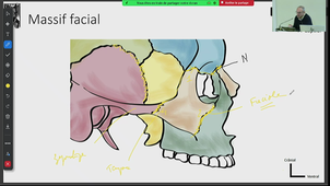DFGSM2 - CM 2 - Tête et cou - Ostéologie et région face - 11/02/2025