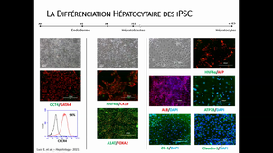 Cellules pluripotentes et différenciation hépatique_application thérapeutiques_Eléanor LUCE