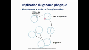 CM2 Virologie HLBI407_AS GOSSELIN
