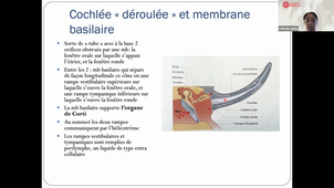 07/10/2022	09h	09h30	Appareil neurosensoriel - CM 17	Dr BARATEAU Lucie	Amphi Rabelais	DFGSM2