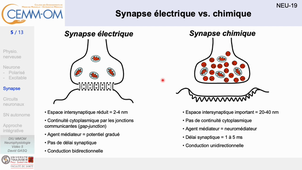 NeurophysiologieBases_video5_Gasq_2024 (1).mp4