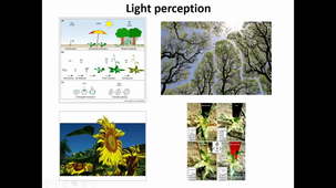 HBMA312 - Light modelling, RUE and photosynthesis - part 1