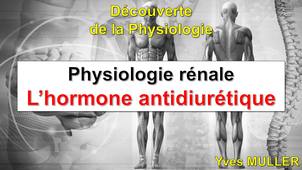 L'hormone antidiurétique