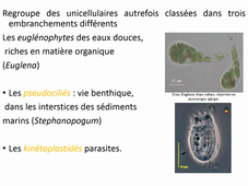 Protozaires Parasites 2