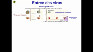 Cours 1 virologie L2