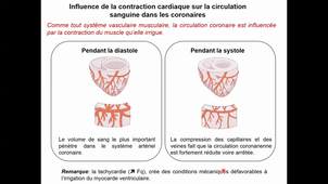HLBI404_physio cardiovasculaire_CM2 partie 1_diapo 42 à 60
