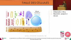 S1UE3-ECUE-3-1-Histologie-De_Vos_26092024