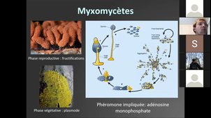 CM 2 Champignons HLBE512