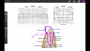 20/02/2023	09h00	10h00	Tête et Cou - CM7	Dr Duraes	Amphi Anatomie	DFGSM2