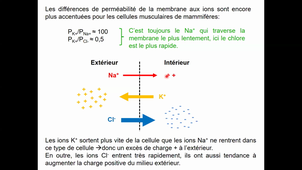 HLBI406_Transferts membranaires_CM7 diapo 221 à 256
