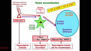 DFASM1 MID - Les voies de la douleur, physiologie, physiopathologie de la douleur aiguë et chronique, évaluation de la douleur aiguë et chronique. Thérapeutiques analgésiques, médicamenteuses et non médicamenteuses.	G. CHANQUES 07/10/2020