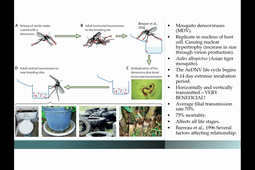 Evolutionary Applications III Feb 24 2021