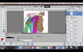 Vascularisation et innervation du membre supérieur - Dr M. Duares