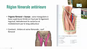 DFGSM2 UE Appareil locomoteur CM10 - Anatomie topographique/BEST OF Membre INF - Elias Bougaud - 24/20/2025