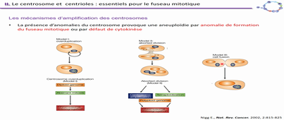 Cycle cellulaire 3/4