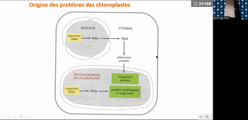 HAV204V CM2 Chloroplaste Photosynthèse.mp4