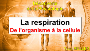 La respiration - De l'organisme à la cellule
