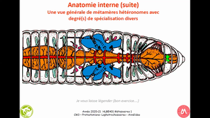 HAV314H - Annélides - partie 2