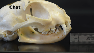 HLBE101 : éléments d'analyse des dentures