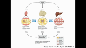 Cours 11 Tissus Adipeux.mp4