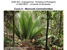 CM4 Monocots Commelinidées