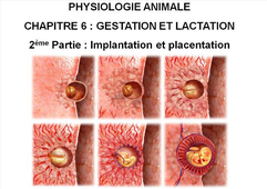 LICENCE DE BIOLOGIE Cours de Physiologie animale CHAPITRE 6 : GESTATION ET LACTATION 2ème Partie : Implantation et placentation