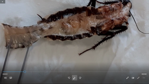 HAV408H - TP Zoologie - Etapes principales d'une dissection d'un insecte, la blatte