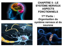 DAEU B – Cours de Biologie Chapitre 5 – Le système nerveux 1ère Partie : Organisation du système nerveux et du neurone