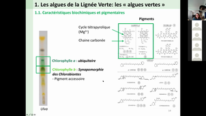 HLBE402 - Les algues vertes - BBEC