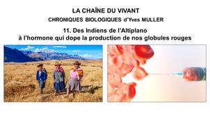 11. La Chaîne du Vivant - Chroniques Biologiques d’Yves Muller - Des Indiens de l’Altiplano à l’hormone qui dope la production de nos globules rouges
