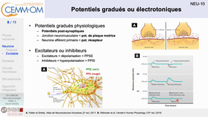 NeurophysiologieBases_video3_Gasq_2024.mp4