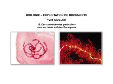 BIOLOGIE – EXPLOITATION DE DOCUMENTS : Organisation fonctionnelle de la cellule – 18ème Partie « Des chromosomes particuliers dans certaines cellules Eucaryotes »